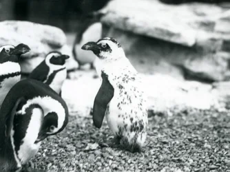 Un petit groupe de manchots à pieds noirs, dont un avec des marques aberrantes, au zoo de Londres, mai 1914